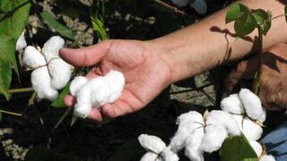 Indecopi inicia investigación de oficio a la importación de algodón de EE.UU.