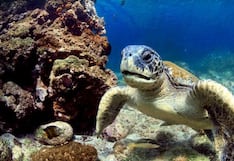 The Economist: Cómo salvar a Galápagos de sus visitantes que “pagan como entrar a Disney”