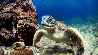 The Economist: Cómo salvar a Galápagos de sus visitantes que “pagan como entrar a Disney”