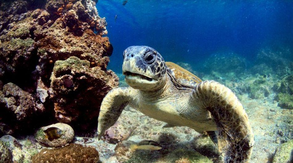 En el primer semestre de 2025, las islas recibieron a 2,803 turistas más que en el mismo periodo del año anterior.