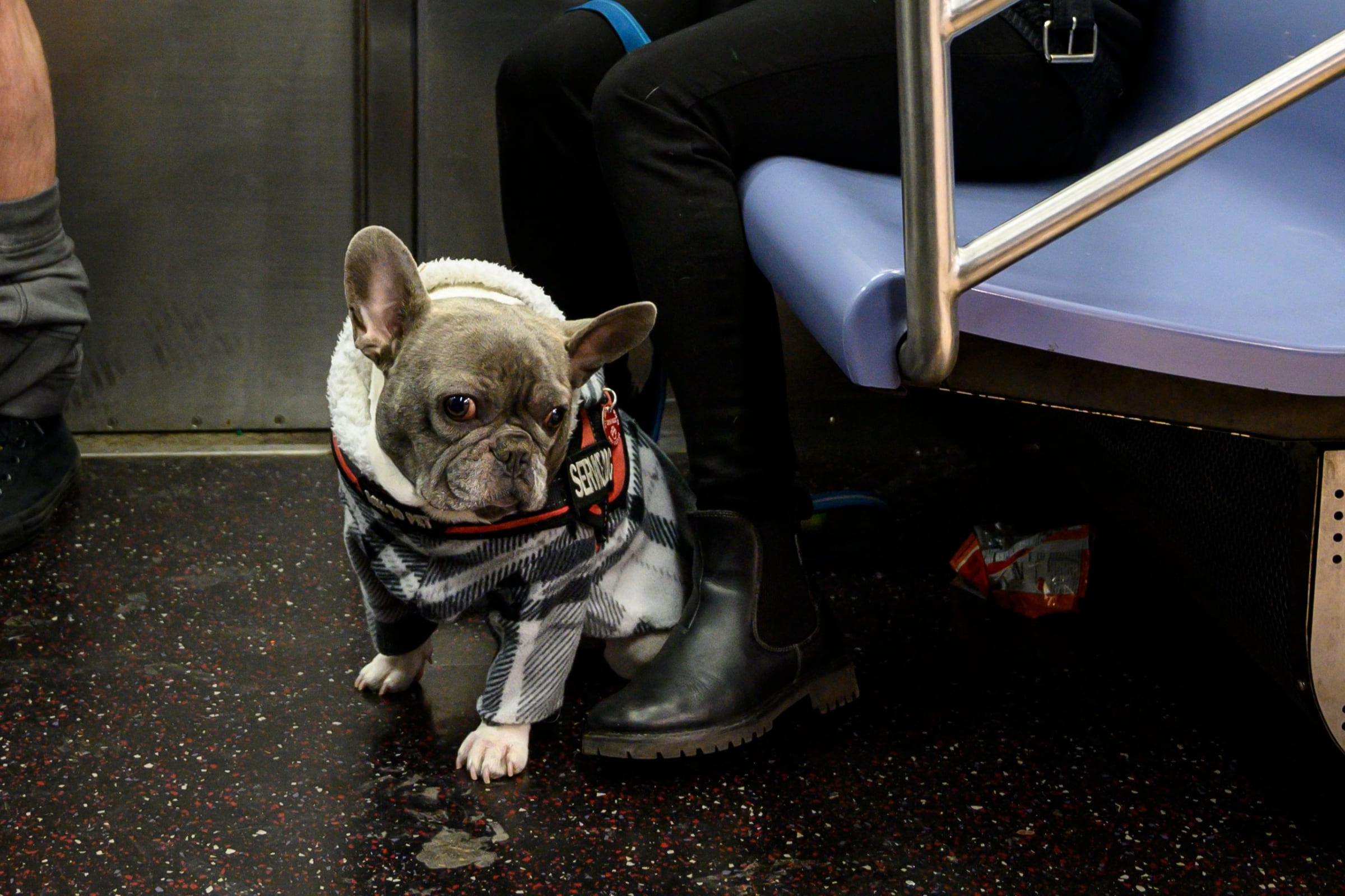 Un perro viajando, de forma incorrecta, dentro del Metro de Nueva York (Foto: AFP)