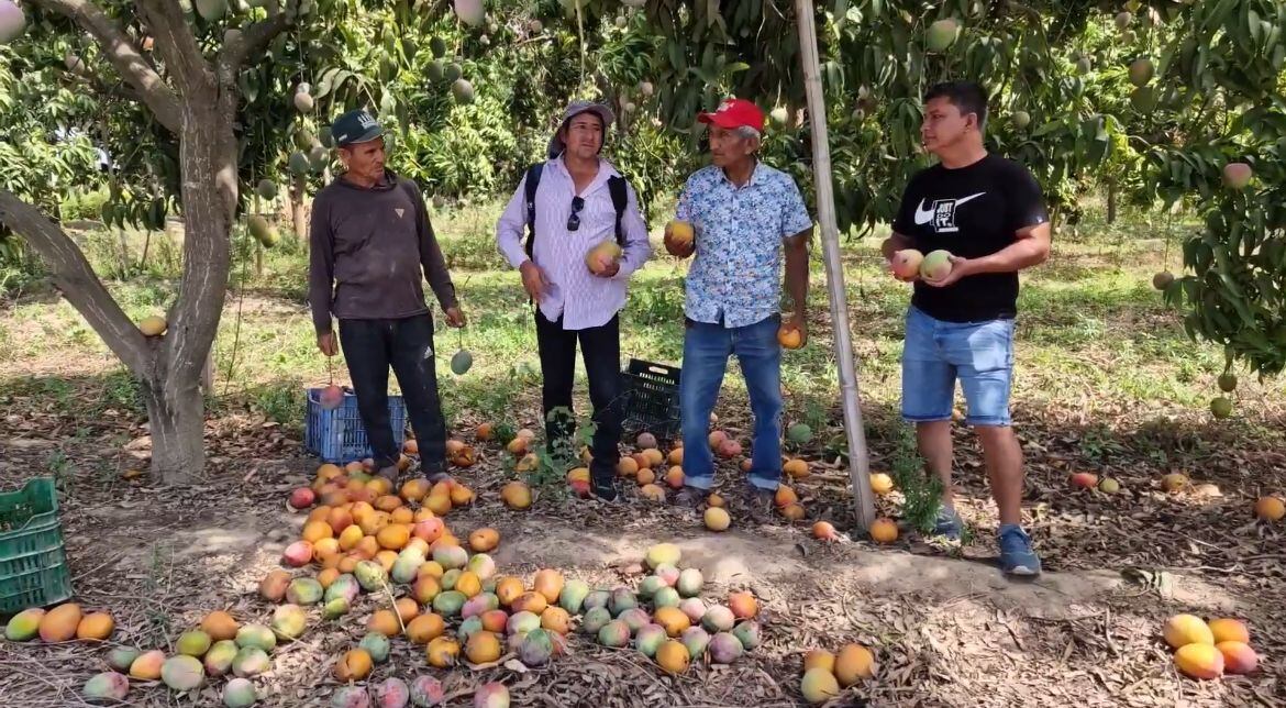 Sobreproducción de mango en Lambayeque.