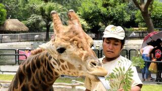 MML administrará el Zoológico de Huachipa: ¿cuánto costará el ingreso?