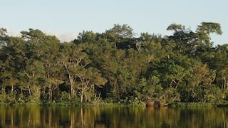 Más de 10,000 especies están en peligro de extinción en la Amazonia, según un enorme estudio