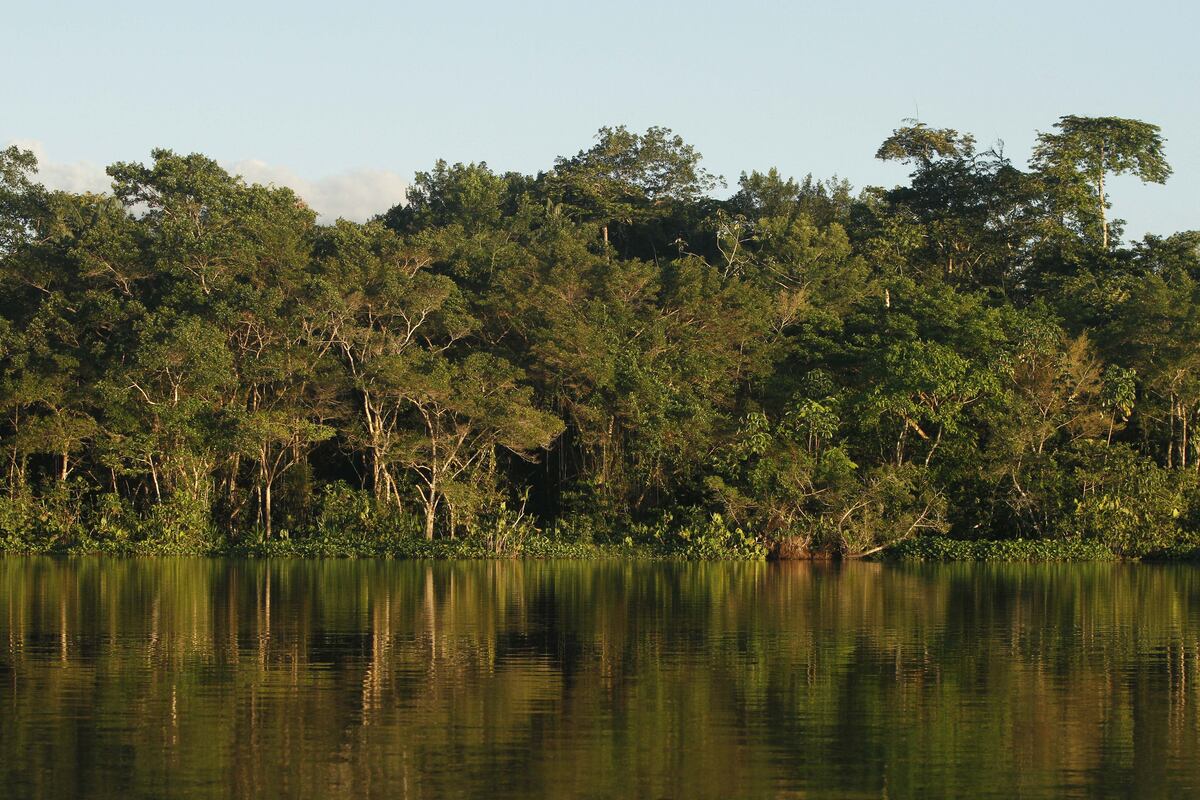 View of the jungle at the Limoncoha lake, next to the Yasuni Ecuadorean National Park, in the Orellana Province,Ecuador, on June 16, 2012. The Yasuni National Park contains Ecuador�s largest oil reserves, but its exploitation would imply impacts to pristine ecosystems, particularly watersheds. In 2007, the government of Rafael Correa offered the proposal of not allowing extraction of the Ishpingo-Tambococha-Tiputini (ITT) oil fields in Yasuni, if the world community compensates to leave the oil permanently in the ground.Ecuador will propose at the Rio+20 summit the environmental project, launched in 2010 to prevent the extraction of 846 million barrels of crude oil from the Amazonian Yasuni rainforest, after the country obtained a contribution from international donors of 116,9 million US dollars this first year. AFP PHOTO/Pablo COZZAGLIO (Photo by PABLO COZZAGLIO / AFP)