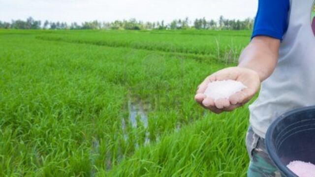 Piura sembrará hasta 8,000 hectáreas menos de arroz por demora en compra de fertilizantes