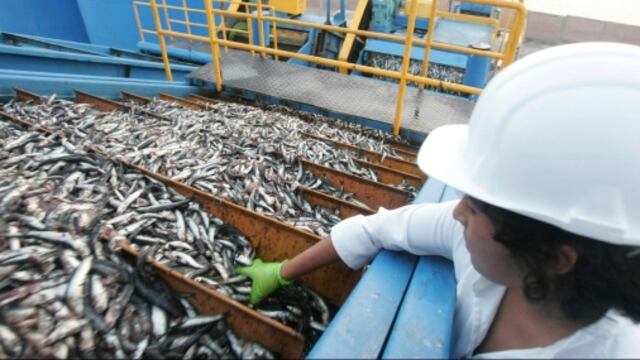 Produce suspende pesca de anchoveta por cinco días en diversas zonas del mar peruano