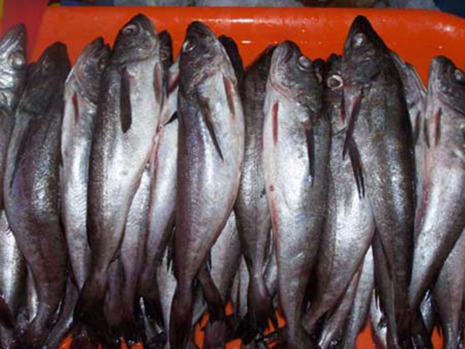 Pesca de merluza. (Foto: Andina)