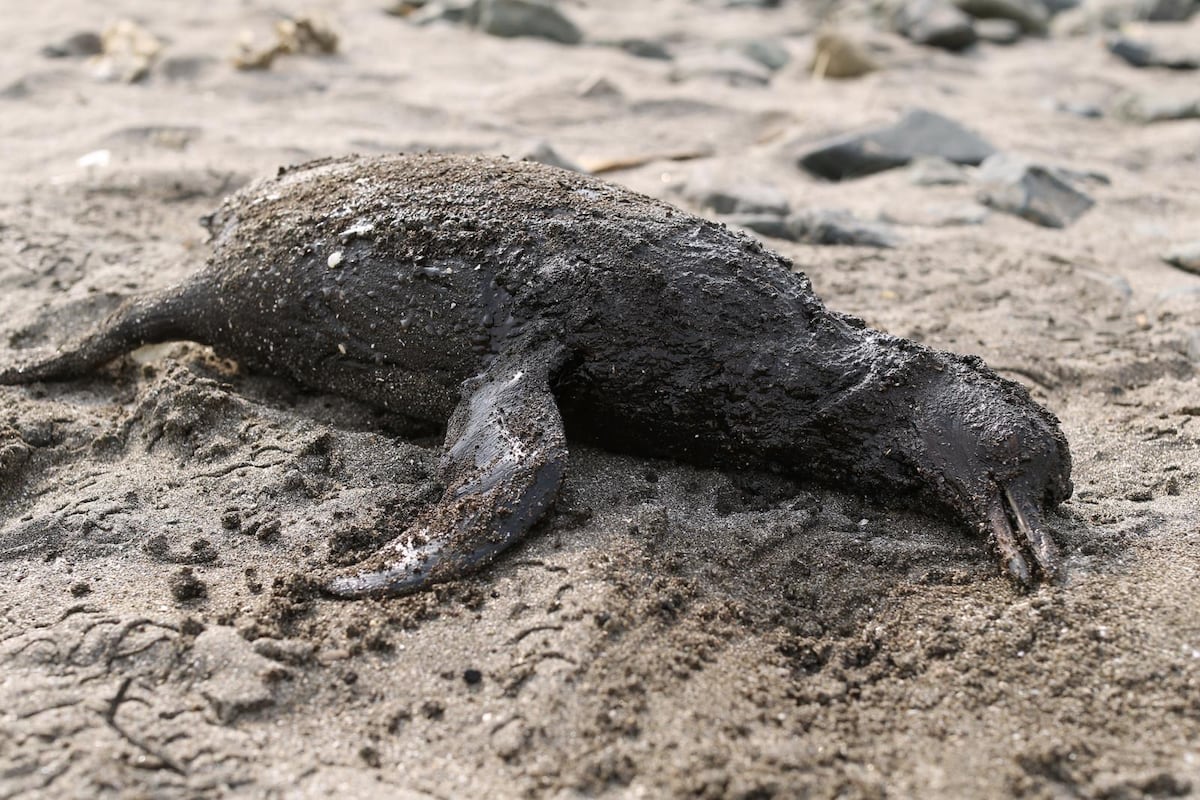 Peru: Foreign Funds Fueling Lawsuits Against Companies Peru: Foreign Funds Fueling Lawsuits Against Companies