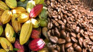 Productores amazónicos se relacionan directamente con la industria cafetalera y chocolatera