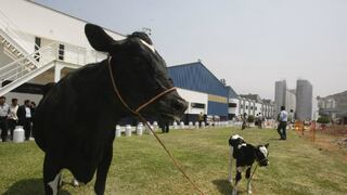 Minagri: Perú y Nueva Zelanda lanzan proyecto para impulsar sector lácteo en la sierra