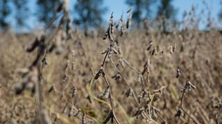 Lanzamiento de nuevo fertilizante de Mosaic en Brasil aumentará rendimiento de soja y maíz