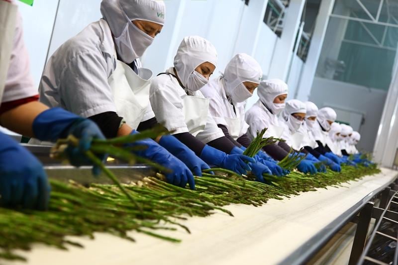 En 2013, Virú puso en funcionamiento su planta de productos congelados, en donde procesa frutas y verduras como mango, palta, espárrago y alcachofa. (Foto: Virú).