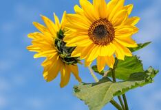 ¿Por qué se regalan flores amarillas el 21 de marzo en México? Origen y significado