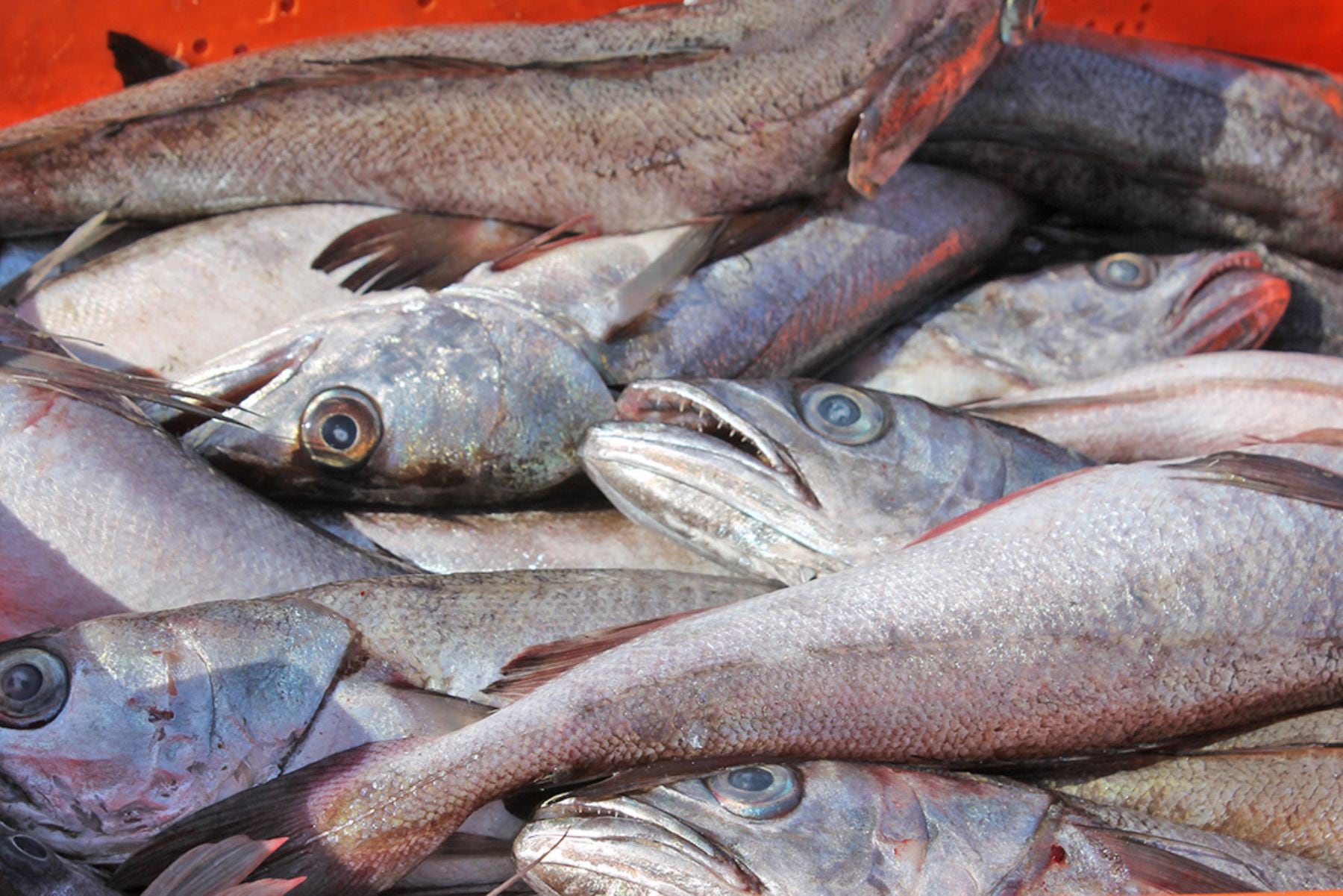 Pesca de merluza. (Foto: Andina)