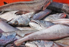 Produce fija cuota inicial de 10,000 toneladas para la pesca de merluza hasta junio de 2027