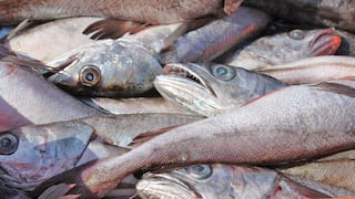 Produce fija cuota inicial de 10,000 toneladas para la pesca de merluza hasta junio de 2027