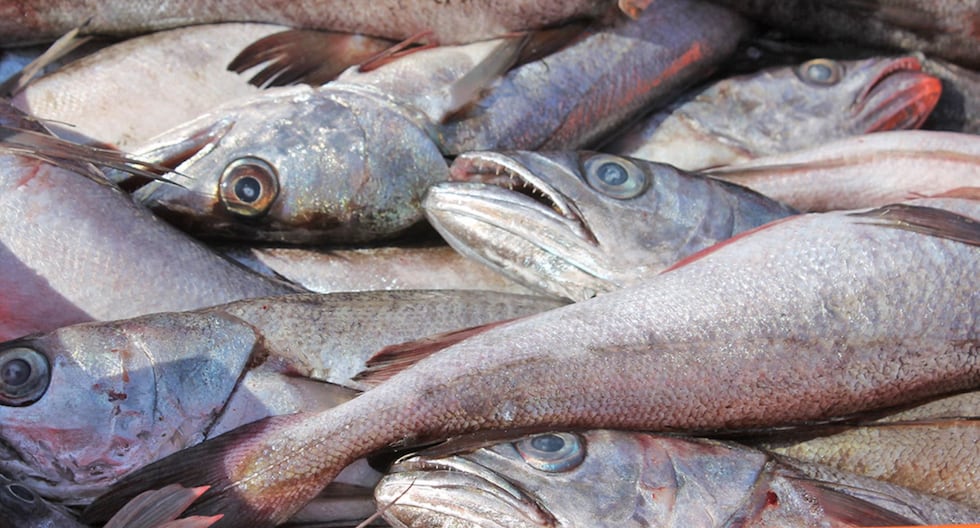 Pesca de merluza en el sur reanuda captura en julio de 2026