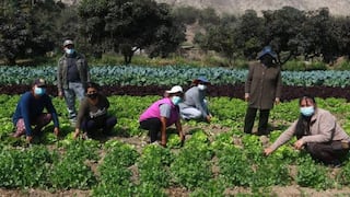 Gobierno evalúa nuevo subsidio a fertilizantes para agricultores 