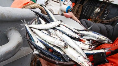 ¿Por qué es importante el monitoreo científico en la pesca de anchoveta? (Foto: Andina)