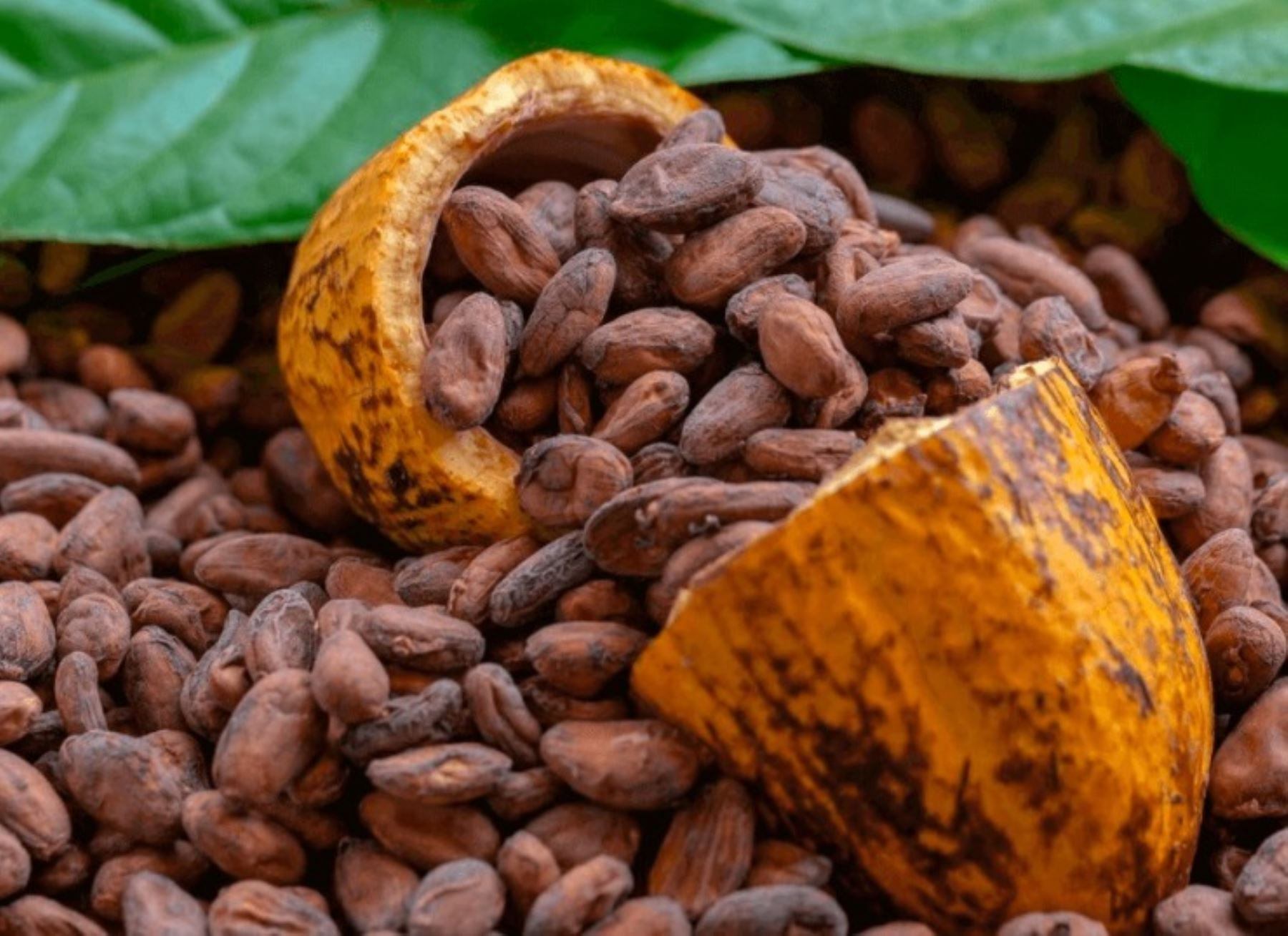 Cacao, fruto del trabajo infantil, pone en aprietos a gigantes del chocolate