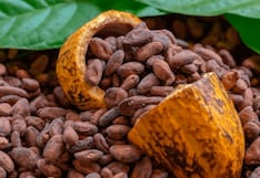 Cacao, fruto del trabajo infantil, pone en aprietos a gigantes del chocolate
