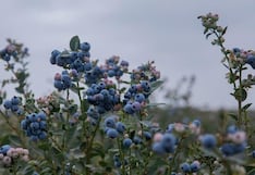 Agroindustrial Beta ampliará cultivos de arándanos: este es su desempeño
