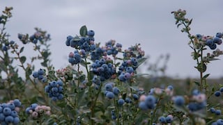 Agroindustrial Beta ampliará cultivos de arándanos: este es su desempeño