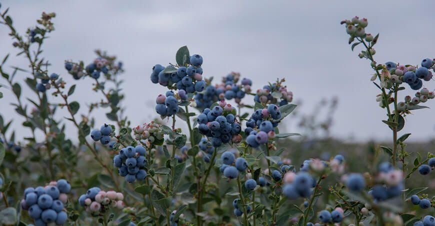 Beta informó que sus cultivo de arándano este año superarán las 2,040 hectáreas. (Foto: Difusión)