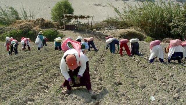 El sector agrario representa el 6% del PBI, pero emplea a más del 25% de la PEA