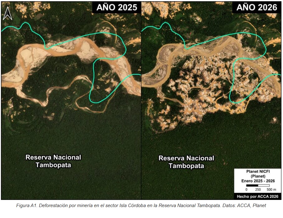 Fotos satelitales muestran el avance de la minería ilegal en la reserva nacional Tambopata, en Madre de Dios. Fuente ACCA