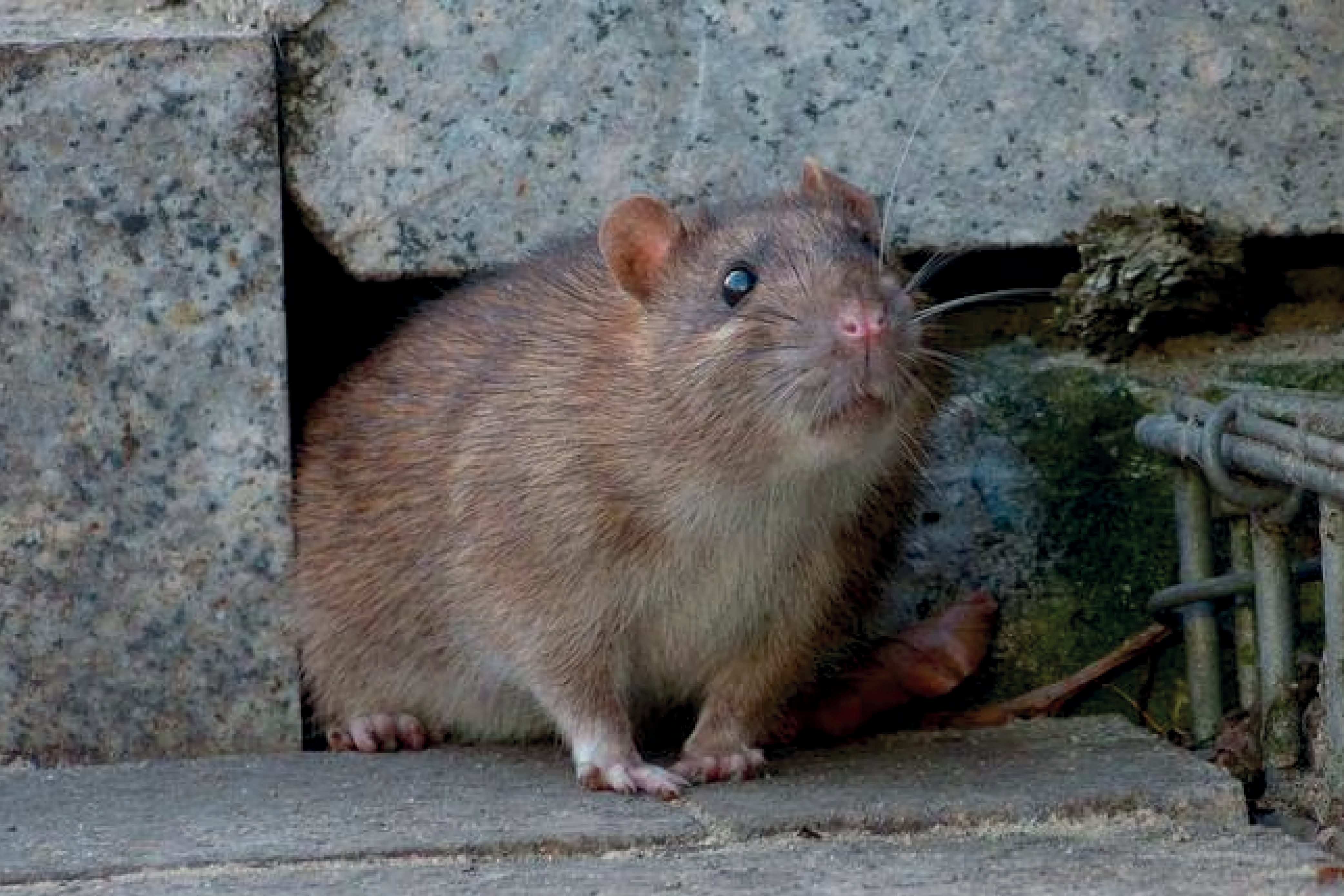 La enfermedad de leptospirosis amenaza a regiones golpeadas por las lluvias e inundaciones. Foto: referencial / Pexels