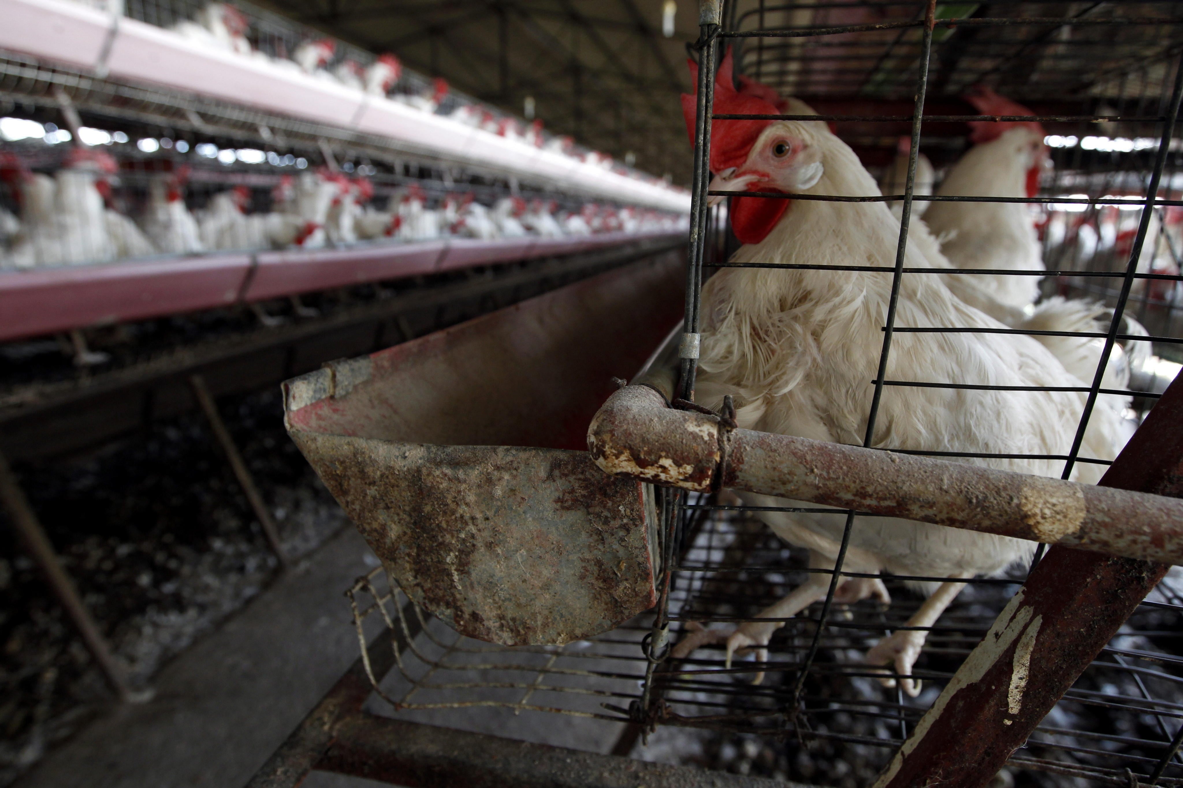 Los principales destinos de la exportación de aves argentinas son China, Sudáfrica, Chile y Hong Kong. EFE/Ulises Ruiz Basurto MÉXICO GRIPE AVIAR