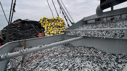 La FAO señaló que El Niño restringirá gravemente los suministros procedentes de Perú y Chile. (Archivo GEC)