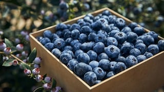 Fruitist consolida operaciones en Perú y busca expansión de arándanos en Asia