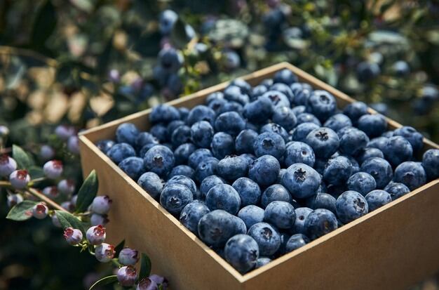 La mitad de las exportaciones de arándanos de Fruitist tiene como destino Estados Unidos. (Foto: Fruitist)