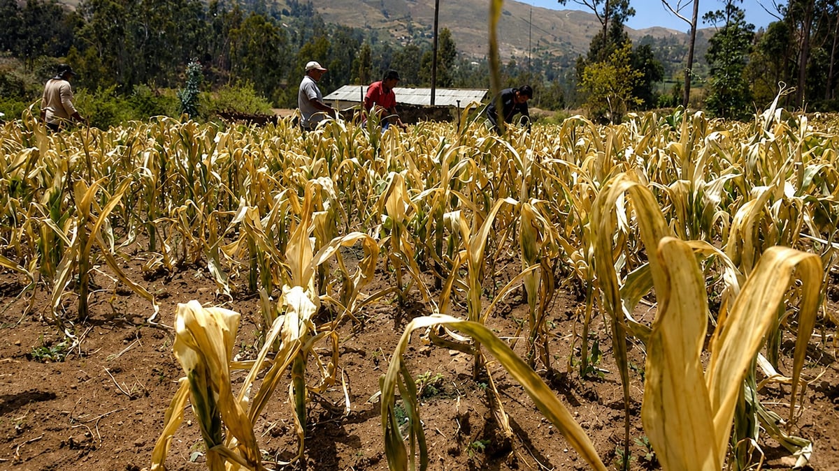 El Niño no solo podría traer huaicos e inundaciones: millones de hectáreas en riesgo por sequía