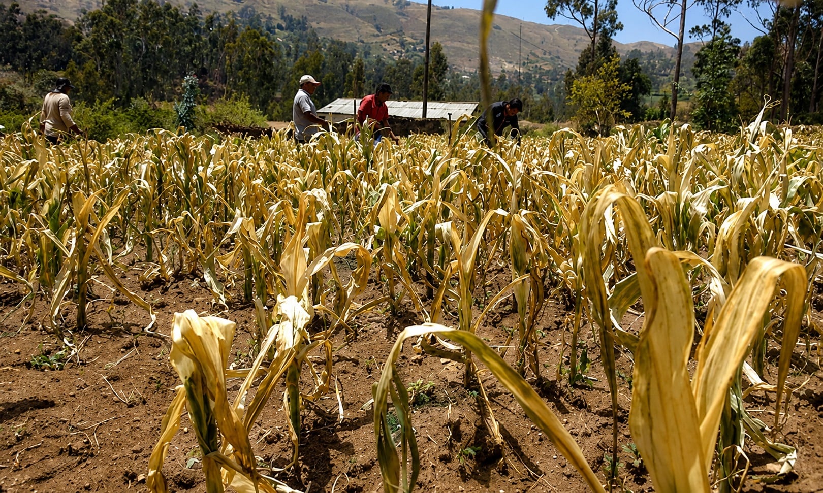 Ahora la sequía que trae El Niño Global es una amenaza también para el sector agrícola en el sur del Perú