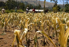 El Niño trae nueva amenaza a sector agropecuario: la sequía ¿A qué regiones podría golpear?
