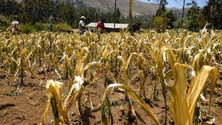 El Niño trae nueva amenaza para el agro: ¿qué regiones podría golpear la sequía?