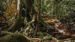 Los árboles milenarios de la Amazonía piden auxilio