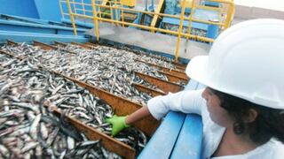 Gobierno no elevará el costo del derecho de pesca de la anchoveta