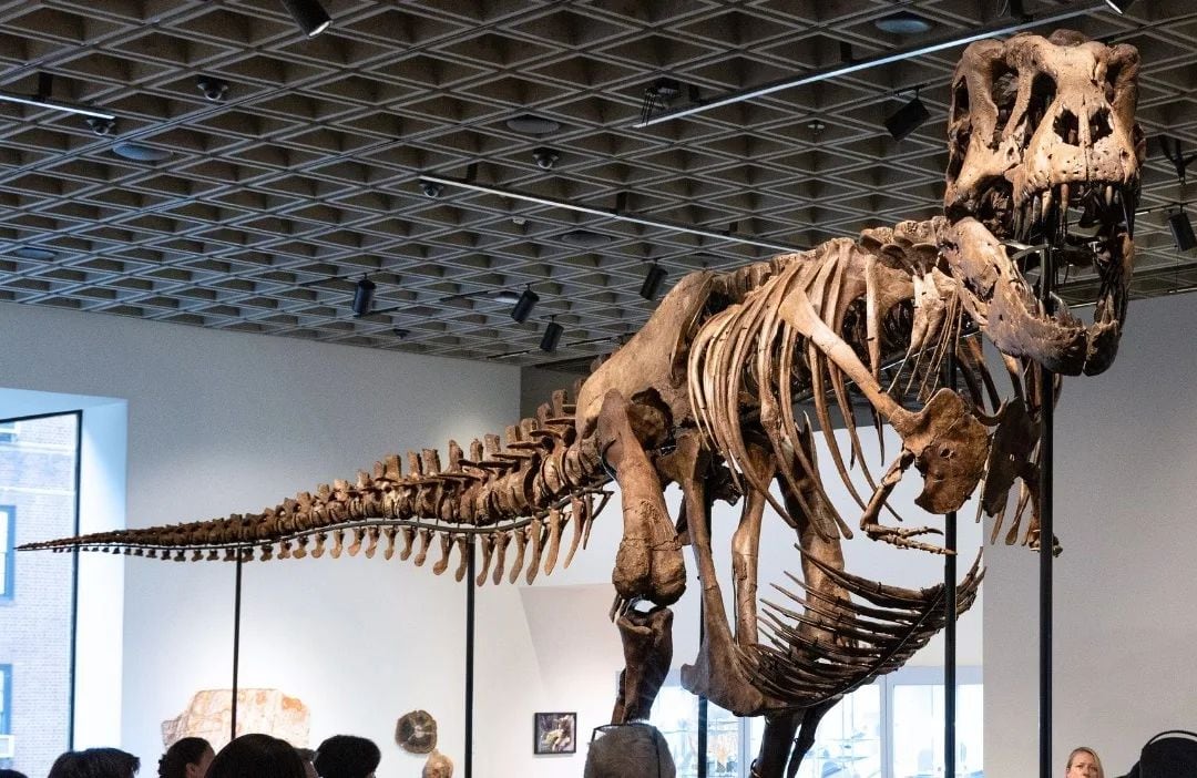 Fotografía difundida por la casa de subastas Sotheby's en su página oficial, que muestra a personas observando un ejemplar de los esqueletos de Tyrannosaurus Rex en Nueva York (EE.UU.). EFE/ Sothebys