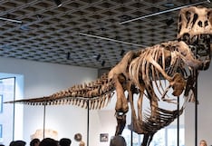Se subastó en 10 minutos: Tiranosaurio “Gus” alcanza venta récord en EE.UU.