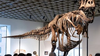 Se subastó en 10 minutos: Tiranosaurio “Gus” alcanza venta récord en EE.UU.