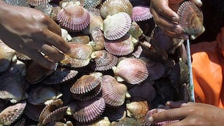 Acuapesca busca crecer en el mercado  asiático con conchas de abanico
