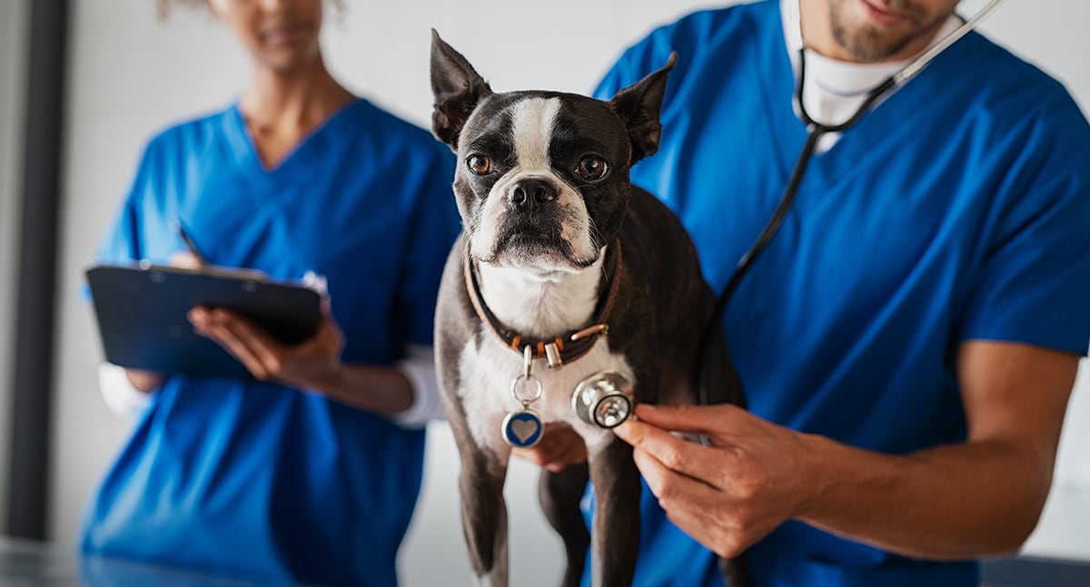 Conoce todos los beneficios de Groomers para tu mascota