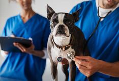 Club de Suscriptores: conoce todos los beneficios de Groomers para tu mascota