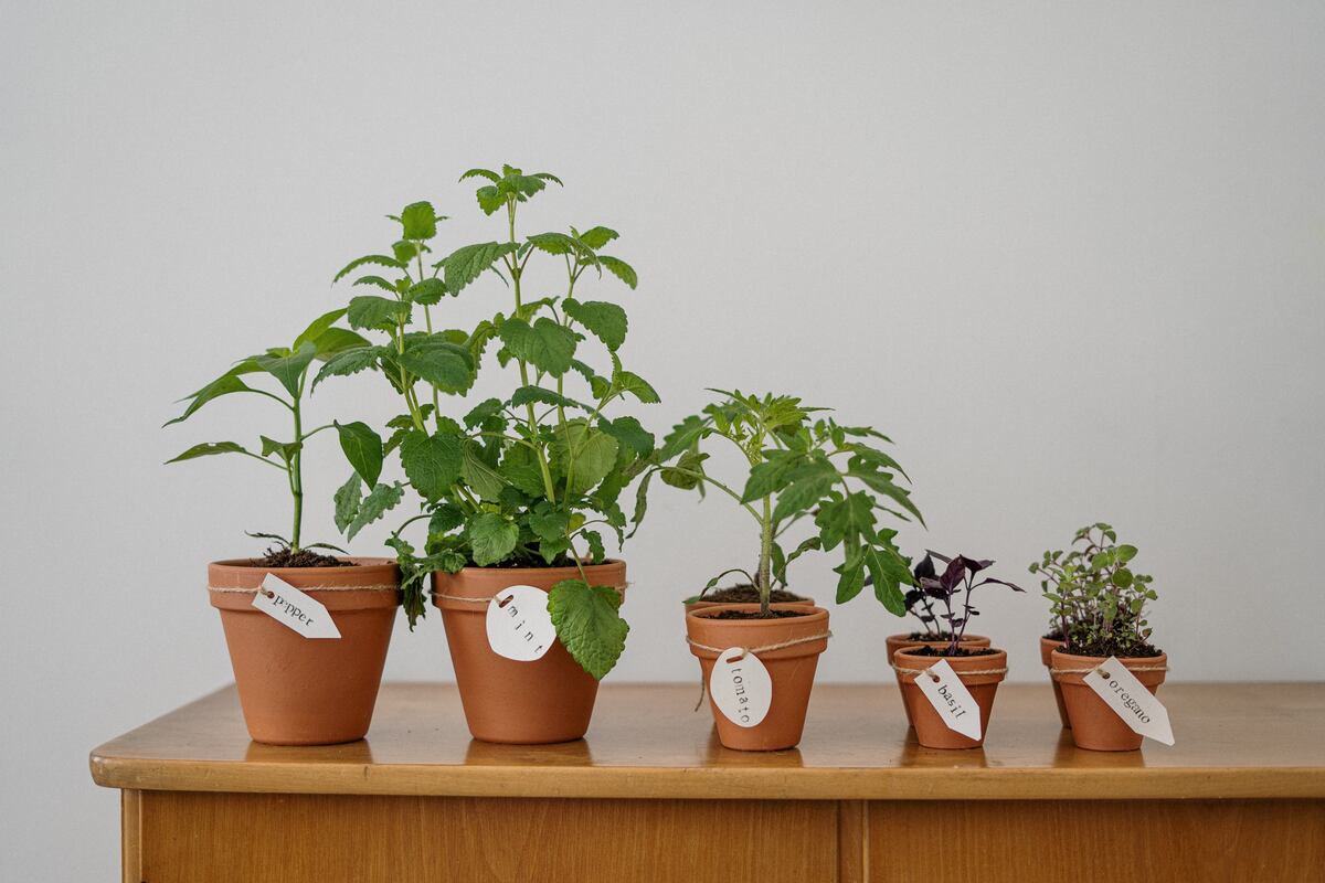 Si te gustan las plantas, puedes venderlas y ganar dinero extra para tener una jubilación con mejor calidad de vida (Foto: Pexels/Cottonbro studio).