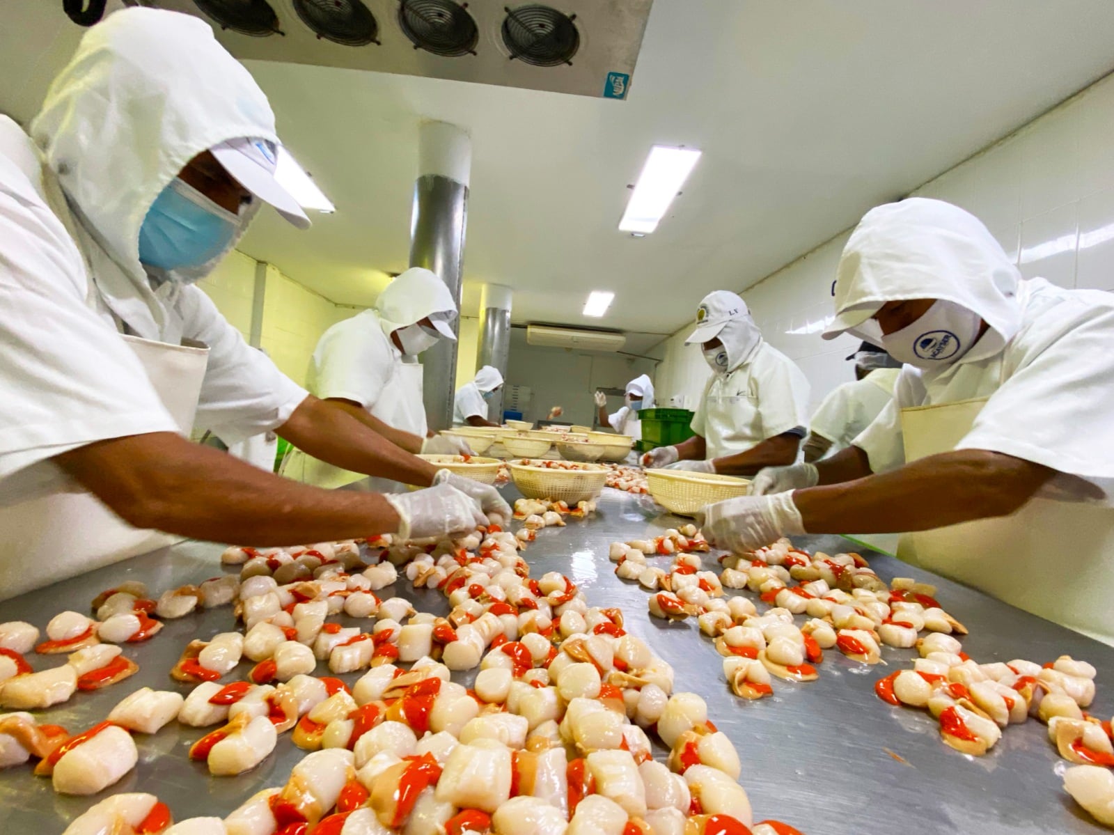 Sanipes aprueba nuevos procedimientos para reforzar el control sanitario de moluscos bivalvos. Foto: Sanipes.